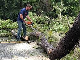 Best Tree Maintenance Programs  in Matamoras, OH